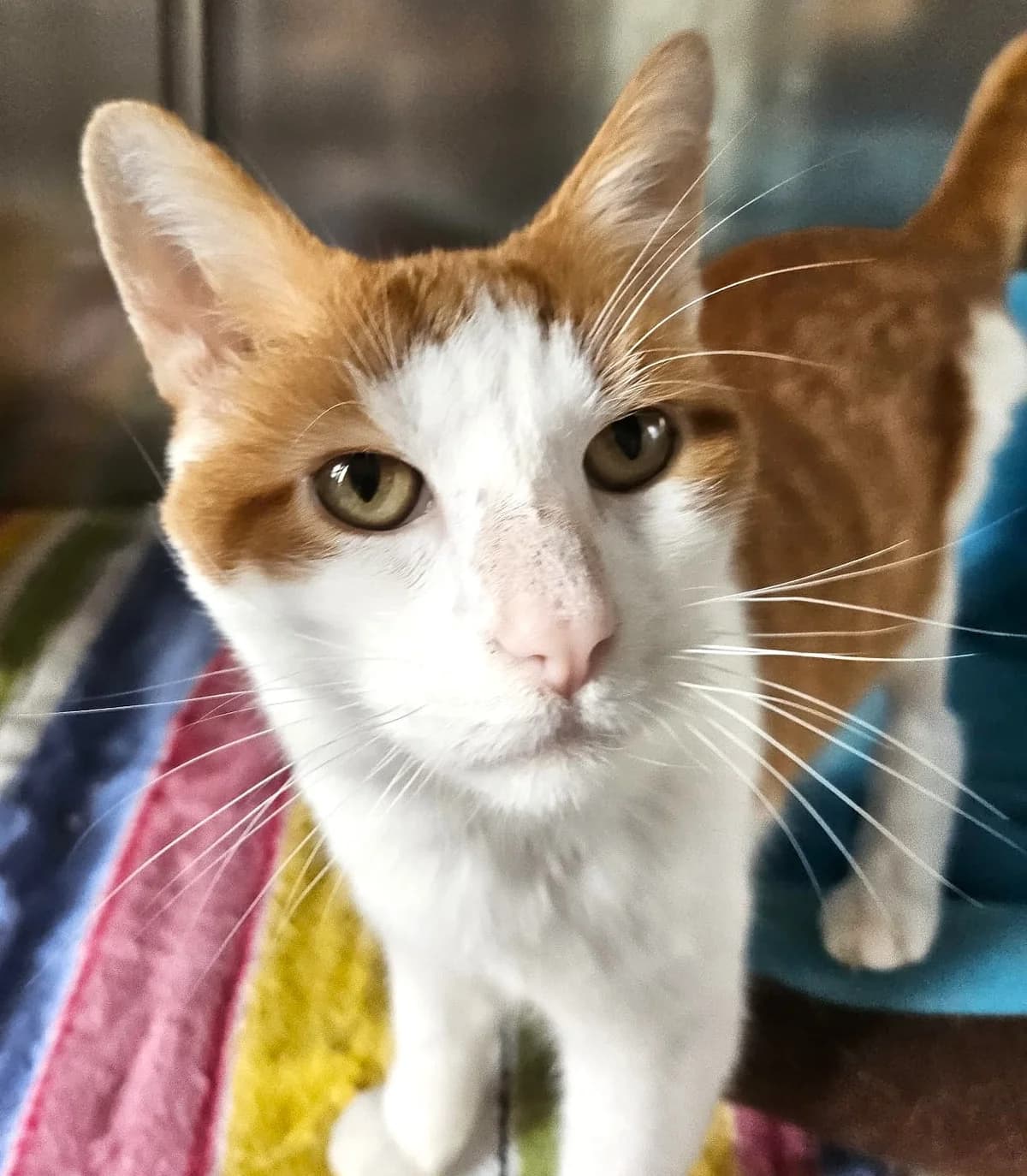 Sun, female Mixed Breed for adoption at SPA Lagord / La Rochelle, Lagord