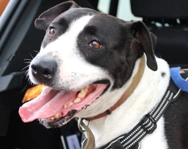 TAF, female 3yo Mixed Breed for adoption at SPA Lagord / La Rochelle, Lagord