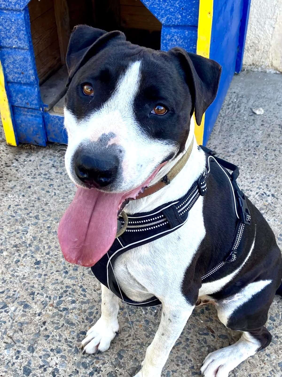 TAF, female 3yo Mixed Breed for adoption at SPA Lagord / La Rochelle, Lagord