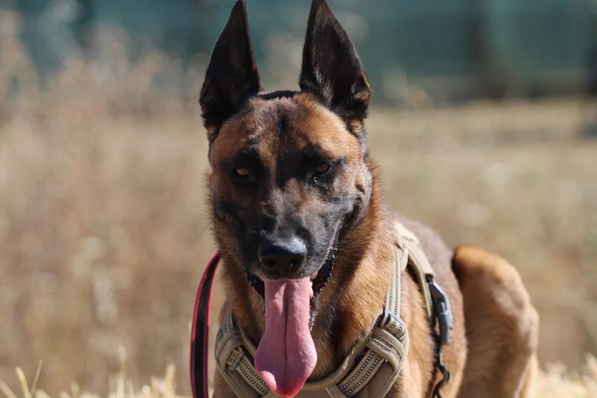 TAYKO, male Mixed Breed for adoption at SPA Lagord / La Rochelle, Lagord