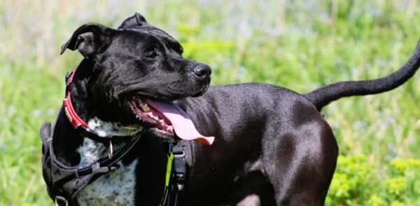TYSON, male Mixed Breed for adoption at SPA Lagord / La Rochelle, Lagord