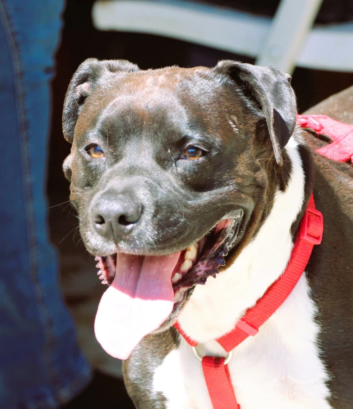 TYSON, male Mixed Breed for adoption at SPA Lagord / La Rochelle, Lagord