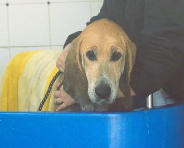 VERDI – SOS, male Mixed Breed for adoption at SPA Lagord / La Rochelle, Lagord