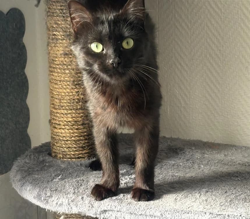 ENID, female 3yo Mixed Breed for adoption at SPA Laon, Laon
