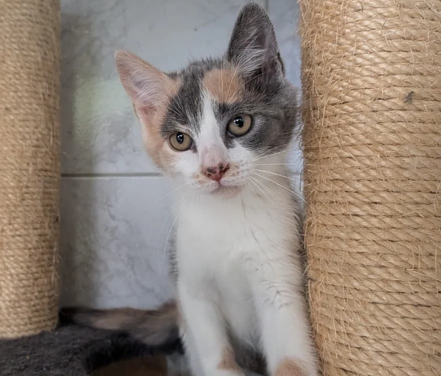 MIETTE, female mixed breed for adoption at SPA Laon, Laon
