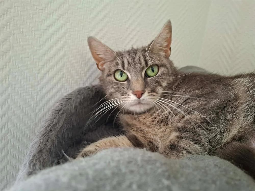 ALASIE, female young Mixed Breed for adoption at SPA Laon, Laon