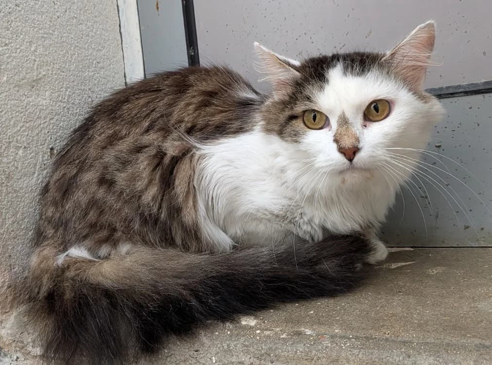 KIMIKO, female 5yo Mixed Breed for adoption at SPA Laon, Laon