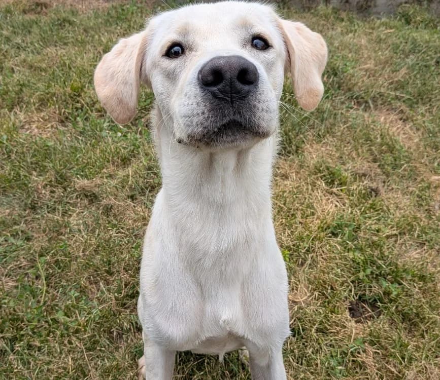 SUNNY, male Labrador Retriever for adoption at SPA Laon, Laon