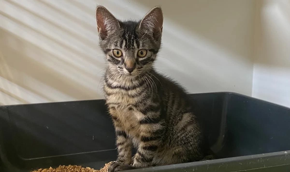 BONBON, male Mixed Breed for adoption at SPA Laon, Laon