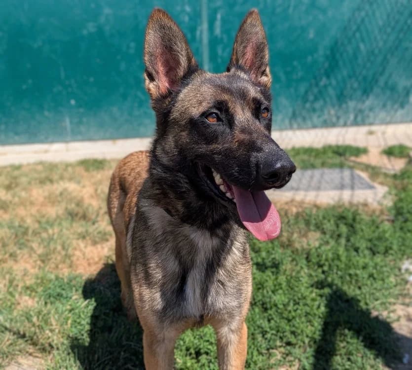 BELLA, female young Belgian Malinois for adoption at SPA Laon, Laon