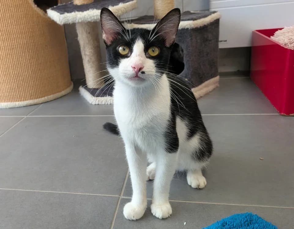 SCRAT, male Mixed Breed for adoption at SPA Laon, Laon