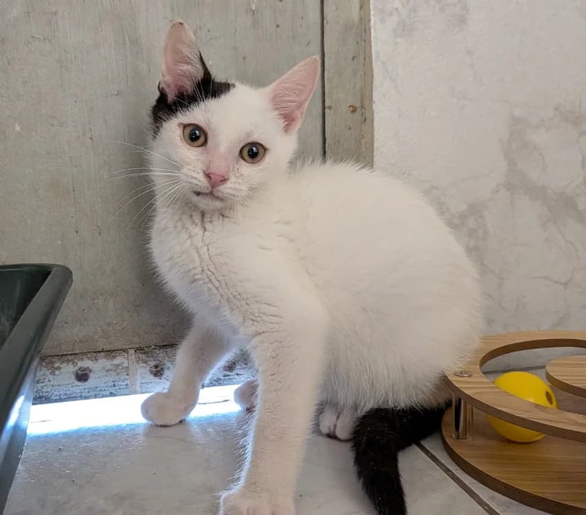 TINO, male Mixed Breed for adoption at SPA Laon, Laon