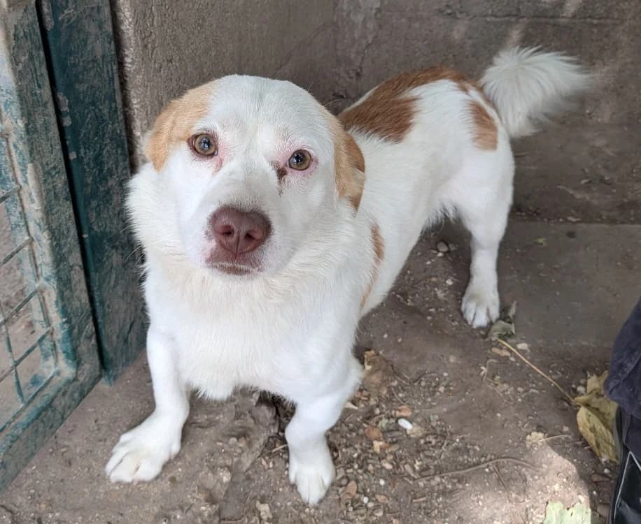 PUNKY, male young mixed breed for adoption at SPA Laon, Laon