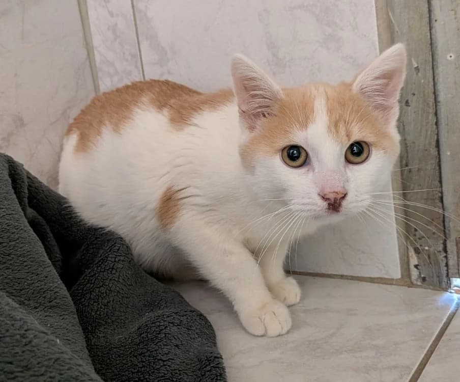 ROUCKY, male Mixed Breed for adoption at SPA Laon, Laon