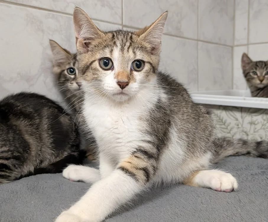 KIBOU, male Mixed Breed for adoption at SPA Laon, Laon