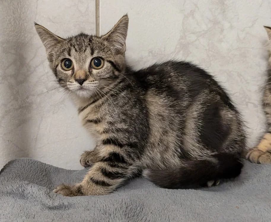 MATCHA, male Mixed Breed for adoption at SPA Laon, Laon