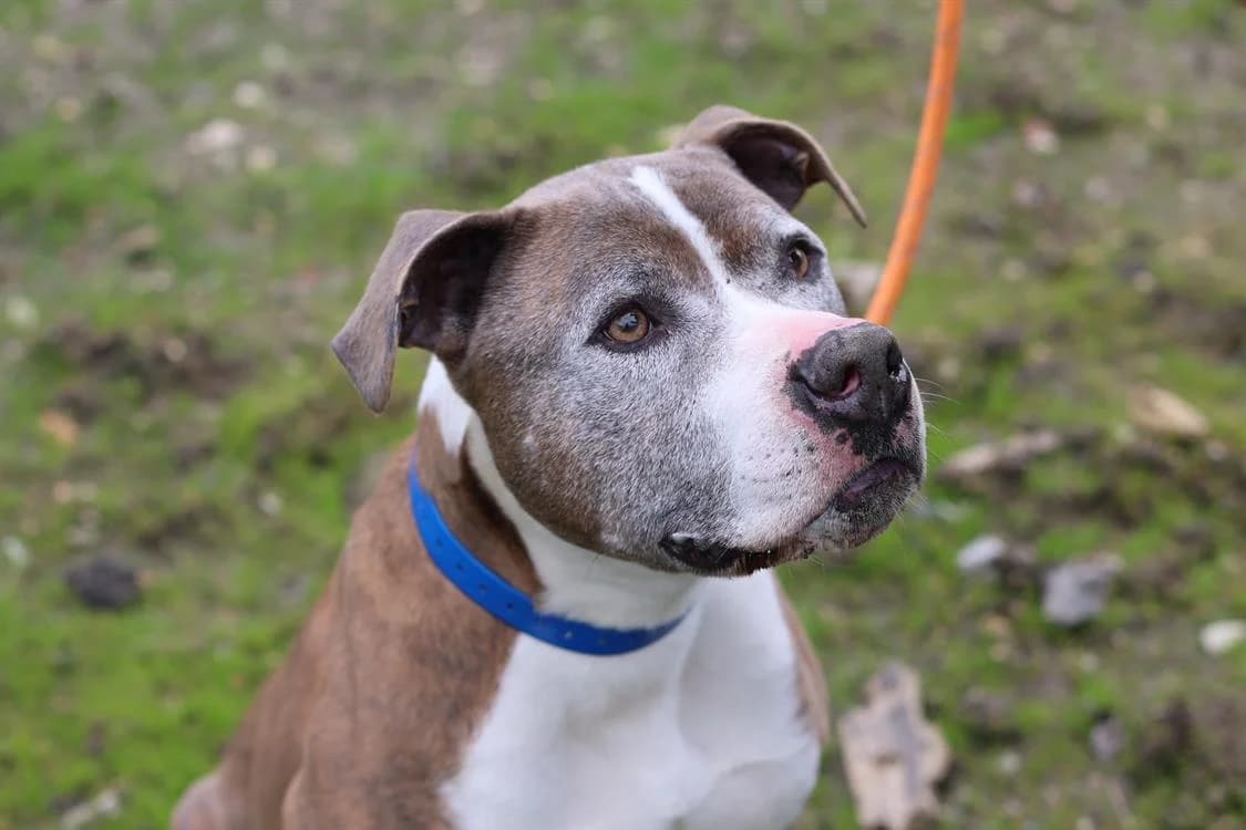 ALPHA, male senior mixed breed for adoption at SPA Laon, Laon