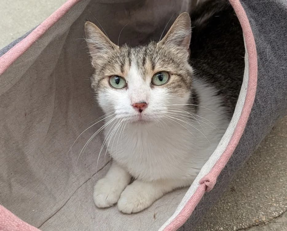 saphira, female 5yo Mixed Breed for adoption at SPA Laon, Laon