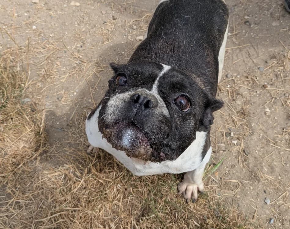 ELLA - Adoptée, female 4yo French Bulldog for adoption at SPA Laon, Laon