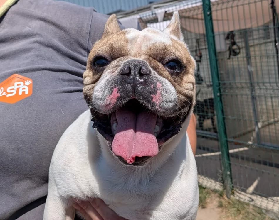 GUCCI, male 4yo Mixed Breed for adoption at SPA Laon, Laon