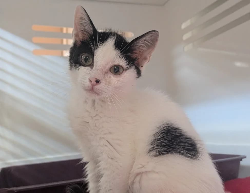 RAFIKI, male Mixed Breed for adoption at SPA Laon, Laon