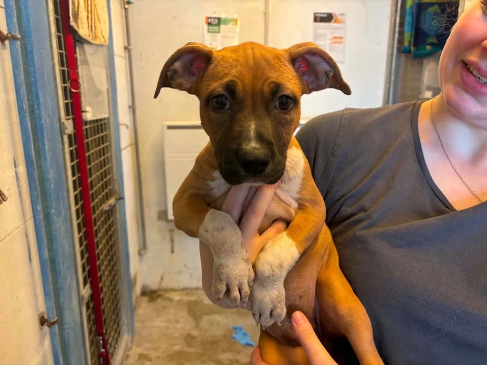 June, female puppy mixed breed for adoption at SPA Laon, Laon