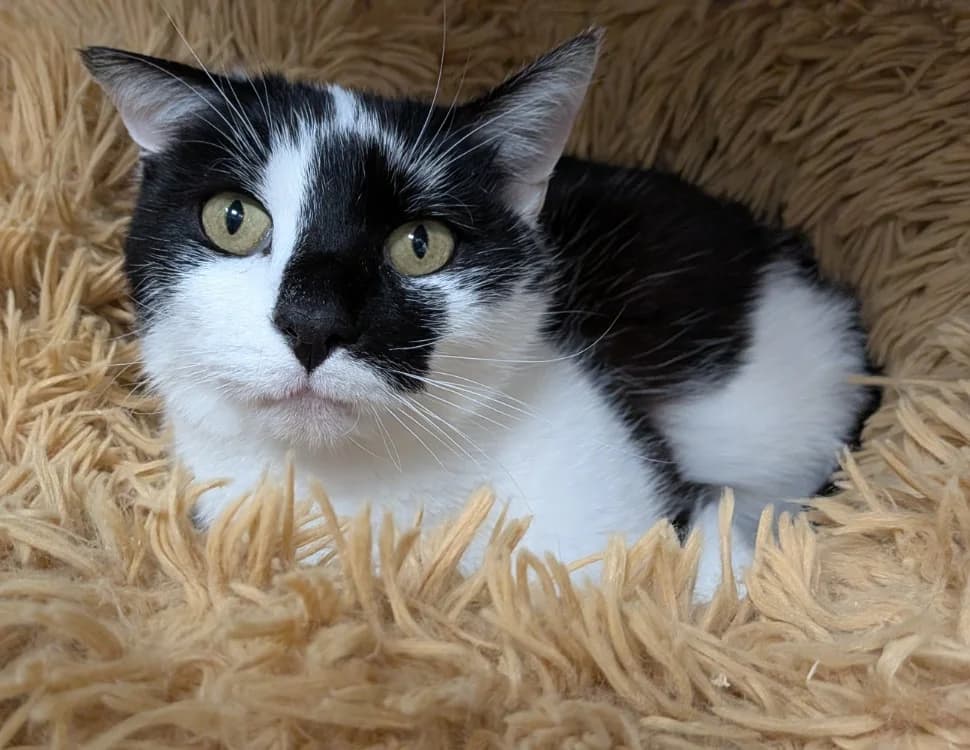 HOSHI, male 5yo Mixed Breed for adoption at SPA Laon, Laon