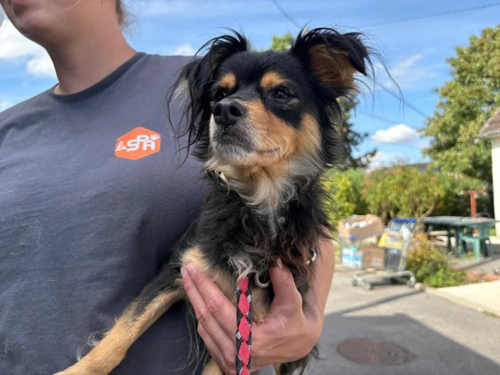 ROSIE, female young mixed breed for adoption at SPA Laon, Laon