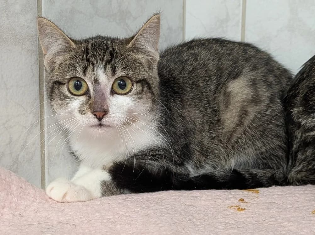 NOISETTE, female mixed breed for adoption at SPA Laon, Laon