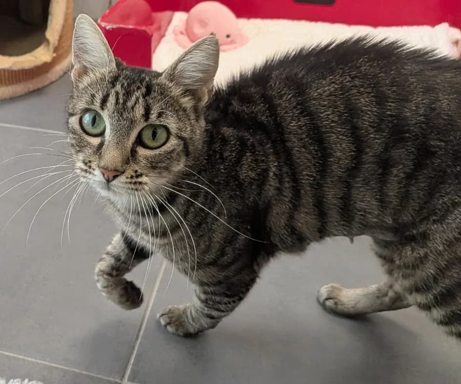 ROSE, female 3yo Mixed Breed for adoption at SPA Laon, Laon