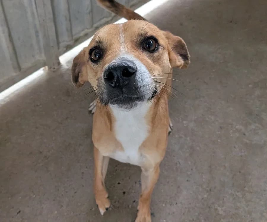 balthazar, male 3yo Mixed Breed for adoption at SPA Laon, Laon