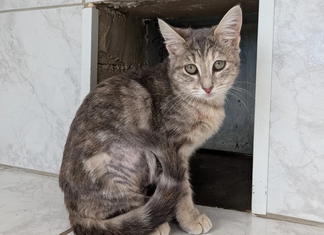INETTE, female young Mixed Breed for adoption at SPA Laon, Laon