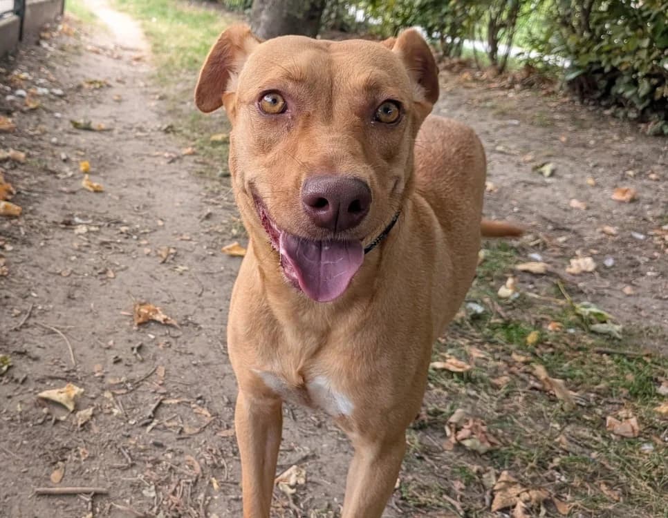 NALA, female young Pointer for adoption at SPA Laon, Laon