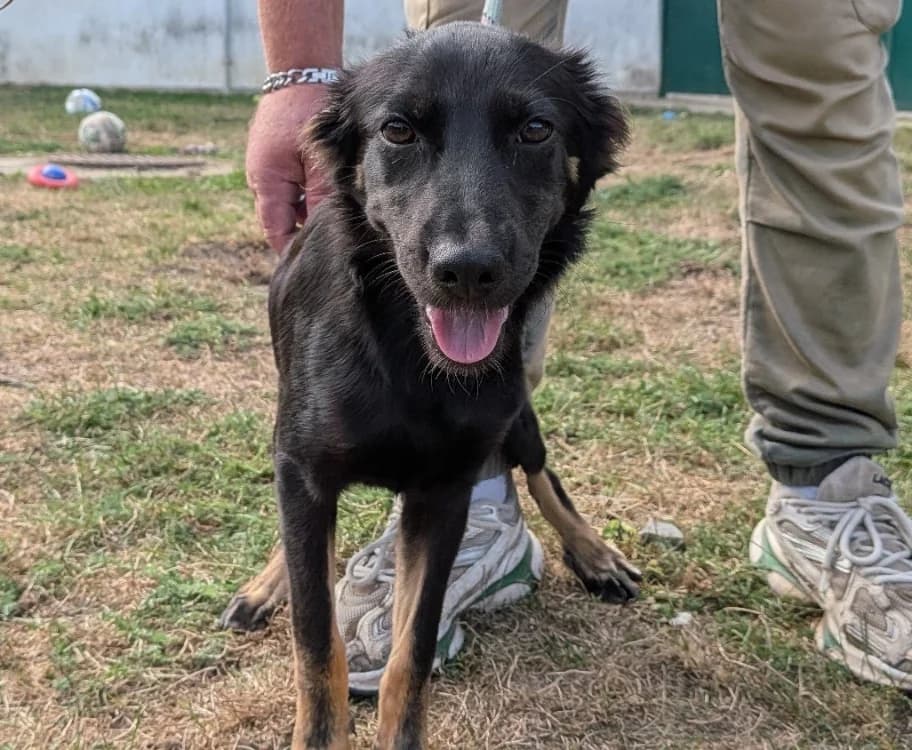 MELVIN, male Mixed Breed for adoption at SPA Laon, Laon