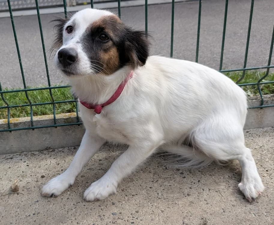 LOUNA, female young Jack Russell Terrier for adoption at SPA Laon, Laon