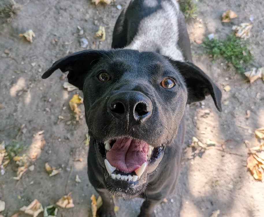 CAJOU, male Mixed Breed for adoption at SPA Laon, Laon