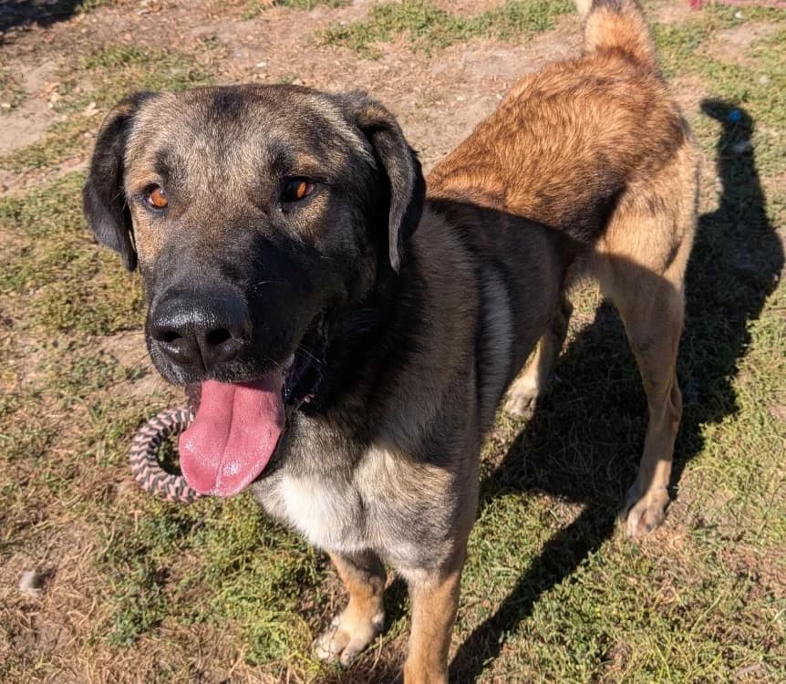 ROSKOFF, male 3yo Mixed Breed for adoption at SPA Laon, Laon
