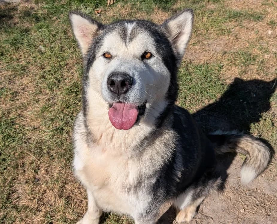 REBELLE, female 6yo Alaskan Malamute for adoption at SPA Laon, Laon