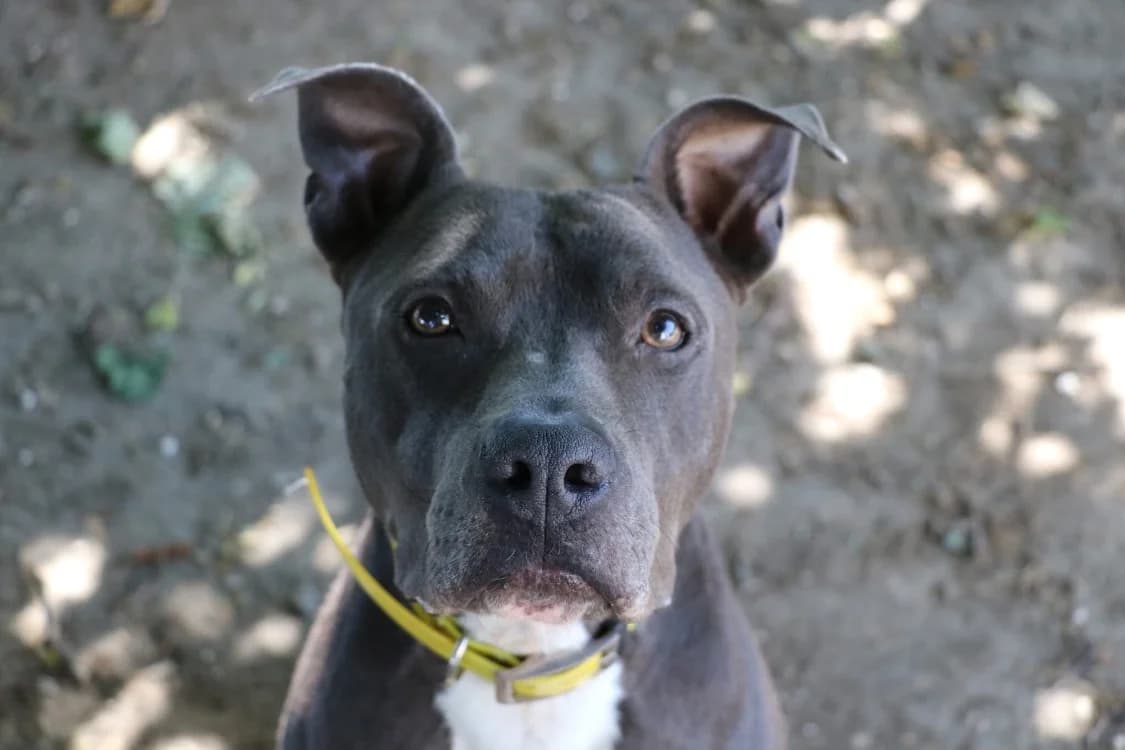 TUSHANE, male 4yo American Staffordshire Terrier for adoption at SPA Laon, Laon