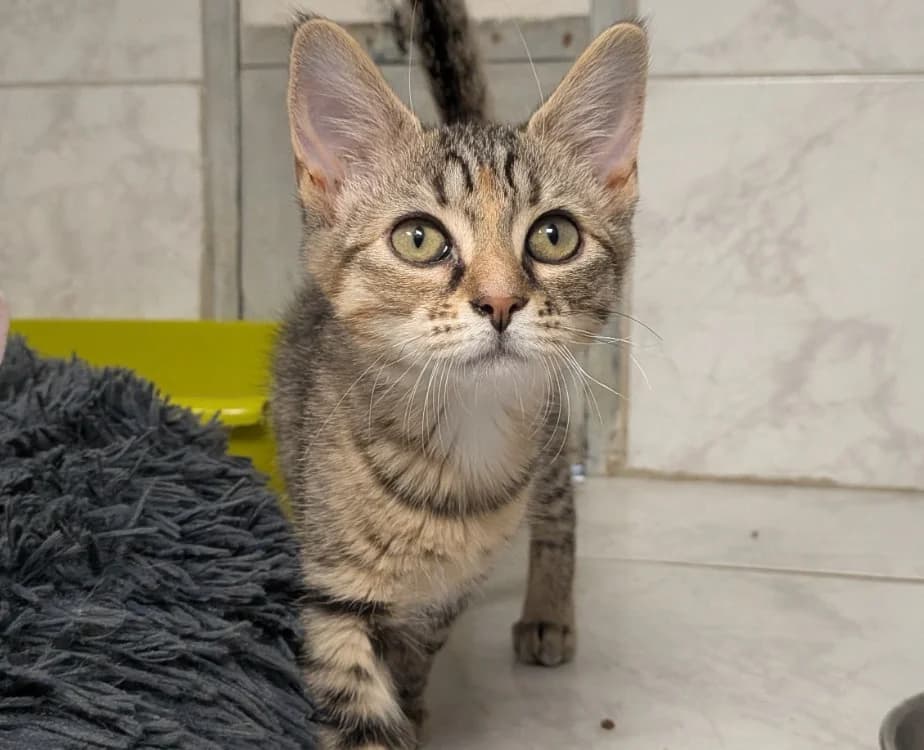 SAORI, female mixed breed for adoption at SPA Laon, Laon