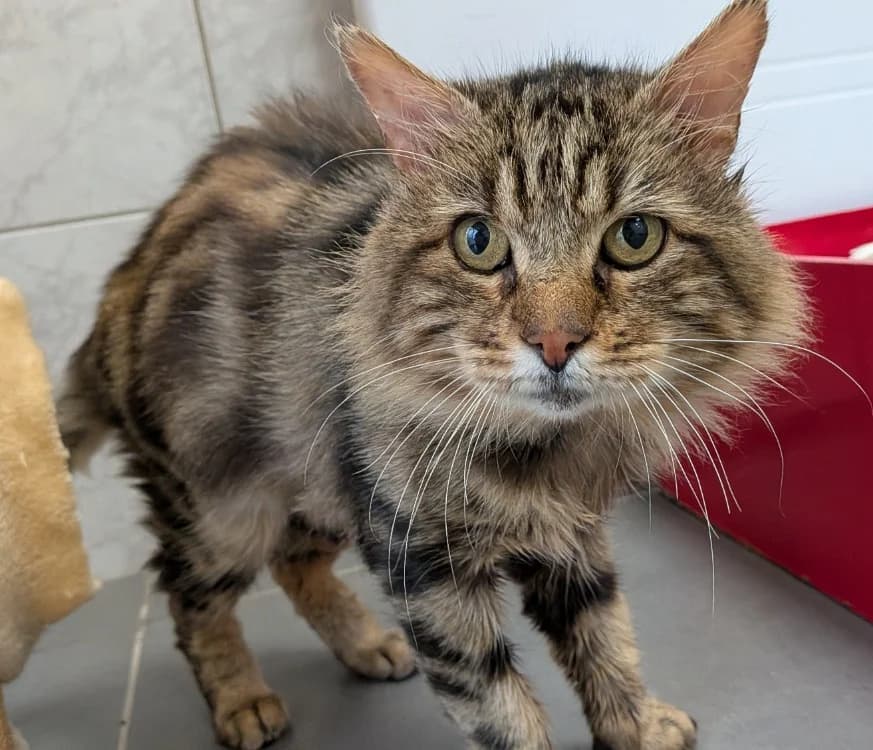artur, male senior Mixed Breed for adoption at SPA Laon, Laon