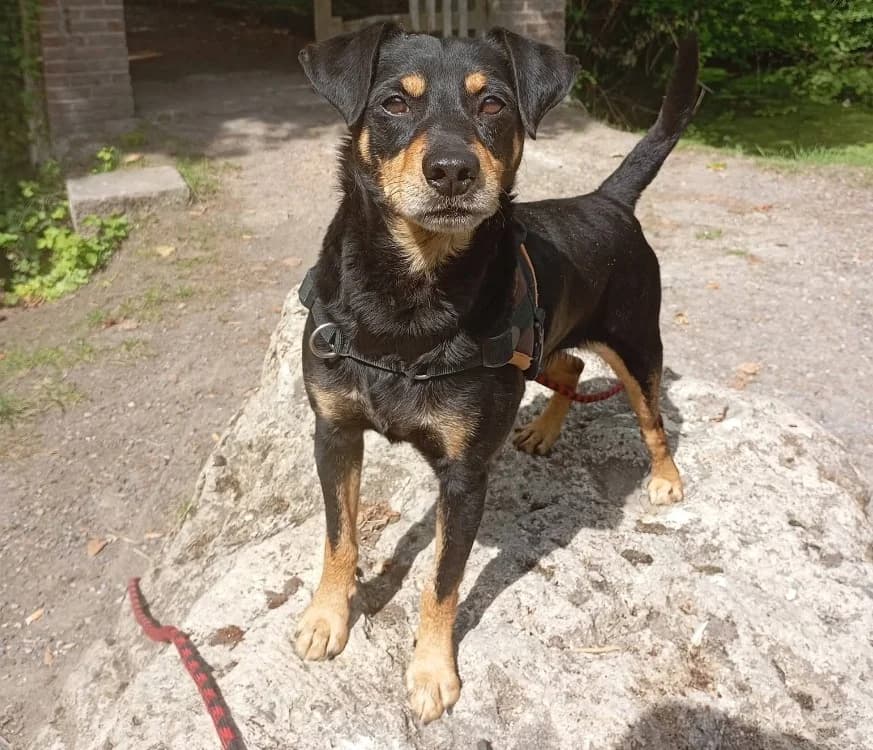 WILL, male 5yo mixed breed for adoption at SPA Laon, Laon