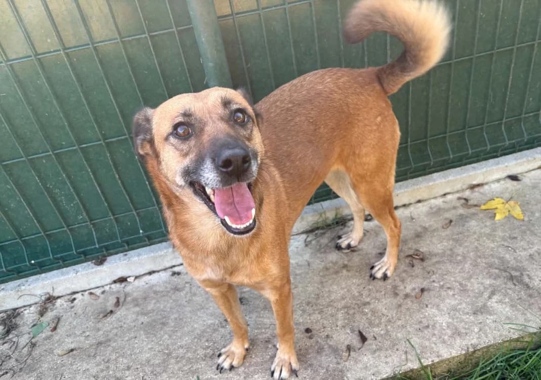Hyla, female 3yo Mixed Breed for adoption at SPA Laon, Laon