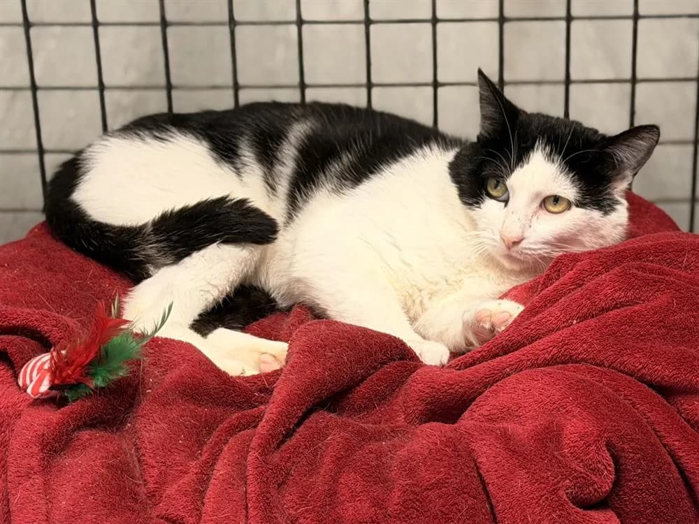 OREO, male 4yo Mixed Breed for adoption at SPA Le Mans (Yvré-L'Évêque)