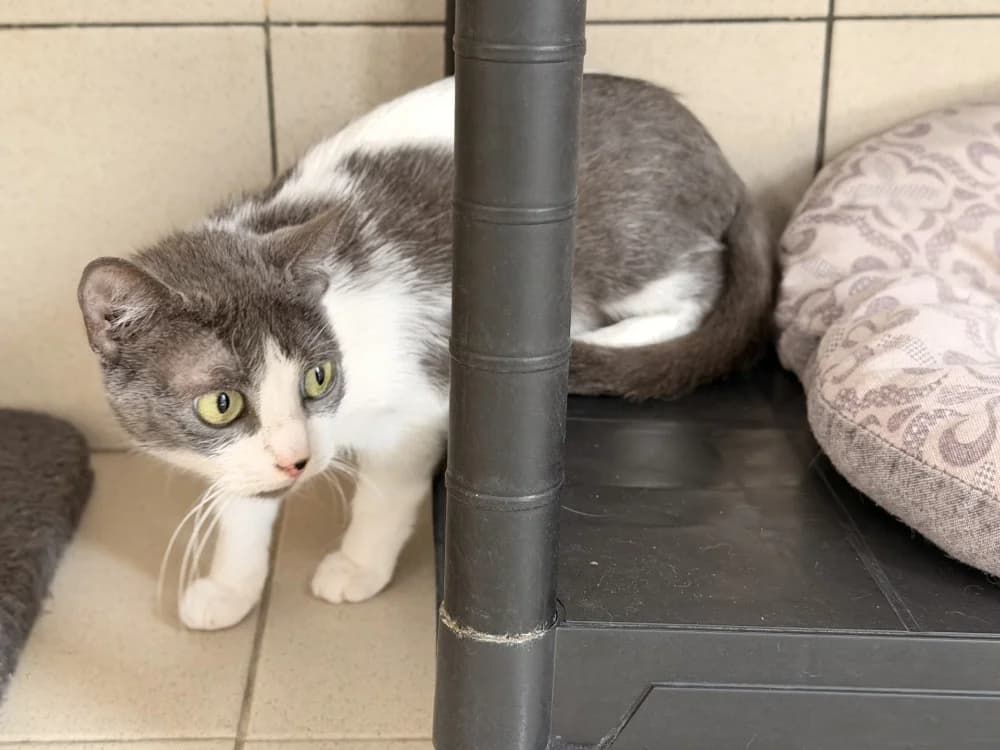 TUNG, female 5yo Mixed Breed for adoption at SPA Le Mans (Yvré-L'Évêque)