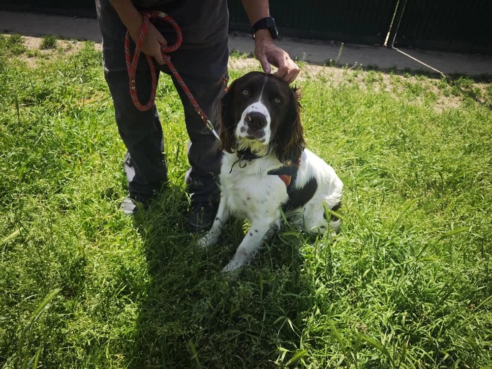 ALFA, male young mixed breed for adoption at SPA Le Mans (Yvré-L'Évêque)