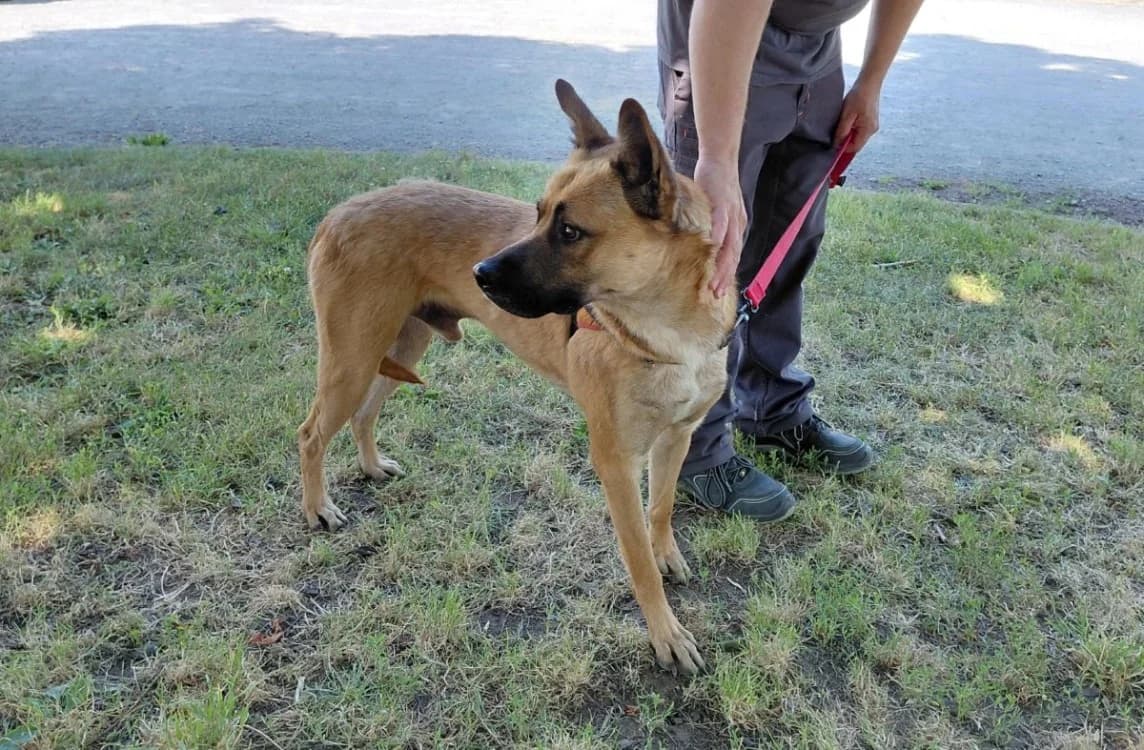 BUCK, male young Akita for adoption at SPA Le Mans (Yvré-L'Évêque)