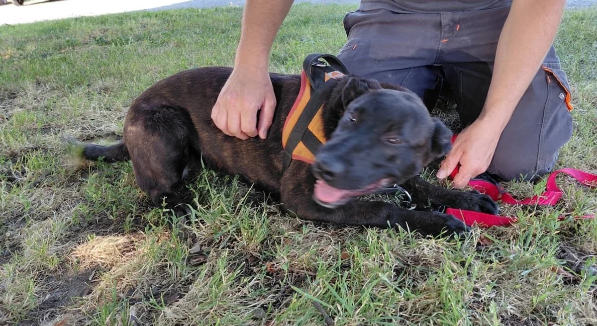 PIGALLE, female Mixed Breed for adoption at SPA Le Mans (Yvré-L'Évêque)