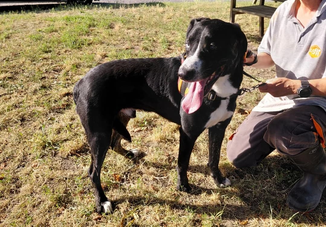 PRINCE, male 3yo mixed breed for adoption at SPA Le Mans (Yvré-L'Évêque)