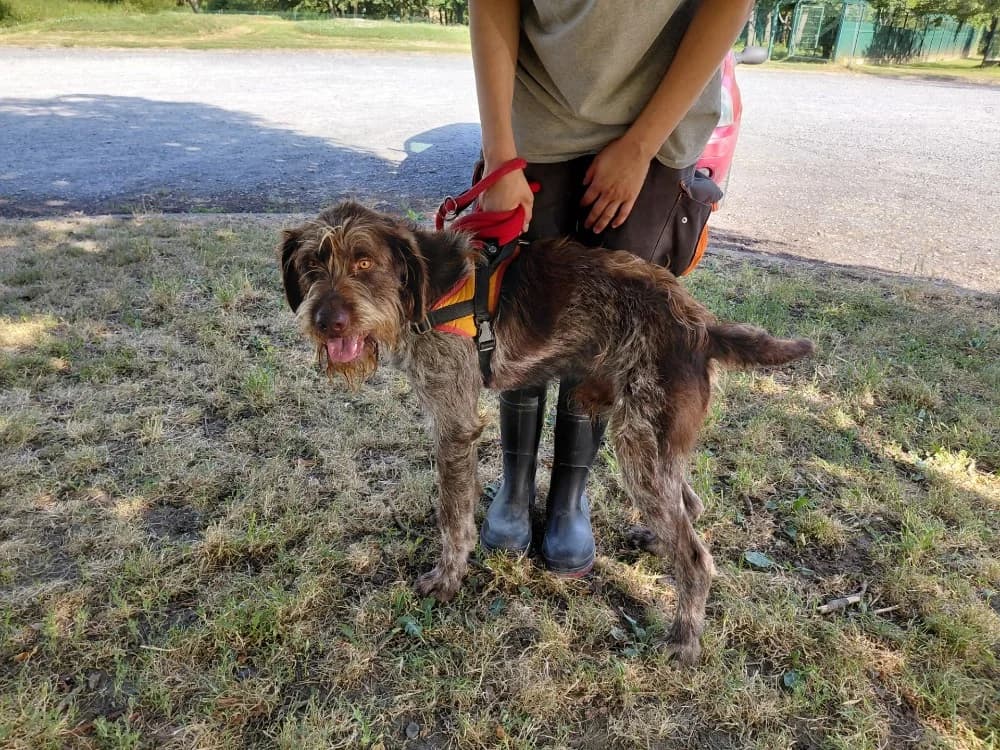BEST OFF, male young mixed breed for adoption at SPA Le Mans (Yvré-L'Évêque)